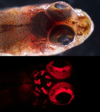Illustration for article titled These new species of biofluorescent fish are beautifully strange